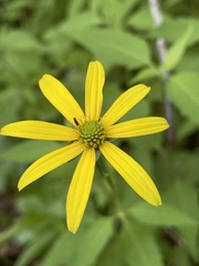 Heliopsis gracilis