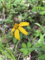 Heliopsis gracilis