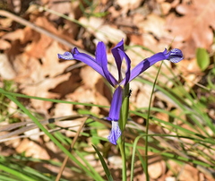 Iris sintenisii
