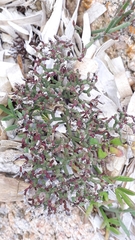 Limonium articulatum