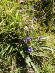 Anchusa capensis