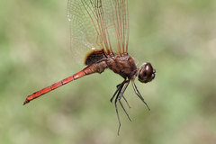 Tauriphila australis