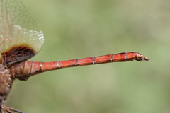 Tauriphila australis