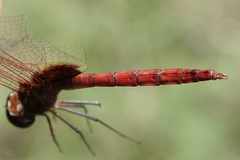 Tauriphila australis