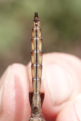 Tauriphila australis