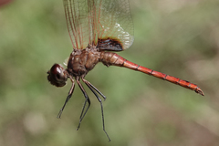 Tauriphila australis