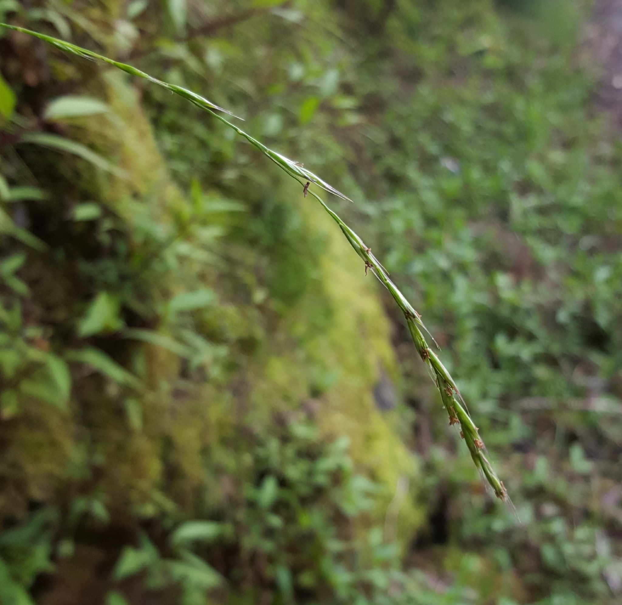 (c) François Rousseu, certains droits réservés (CC BY-NC) https://www.inaturalist.org/observations/112194191