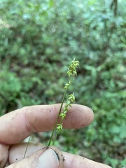 Carex retroflexa