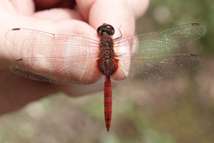 Tauriphila australis