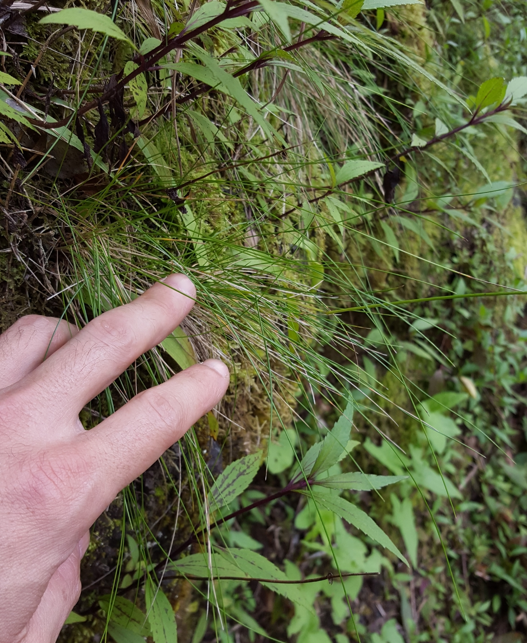 (c) François Rousseu, certains droits réservés (CC BY-NC) https://www.inaturalist.org/observations/112194191