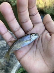 Hesperoleucus venustus