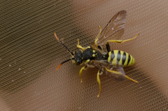 Nomada succincta