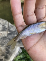 Hesperoleucus venustus