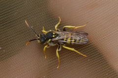 Nomada succincta