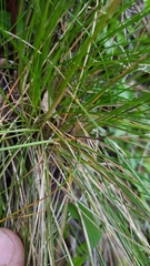 Festuca borbonica