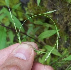 Festuca borbonica