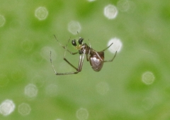 Argyrodes nephilae