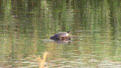 Apalone spinifera emoryi