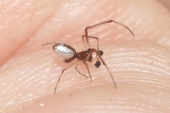 Argyrodes nephilae