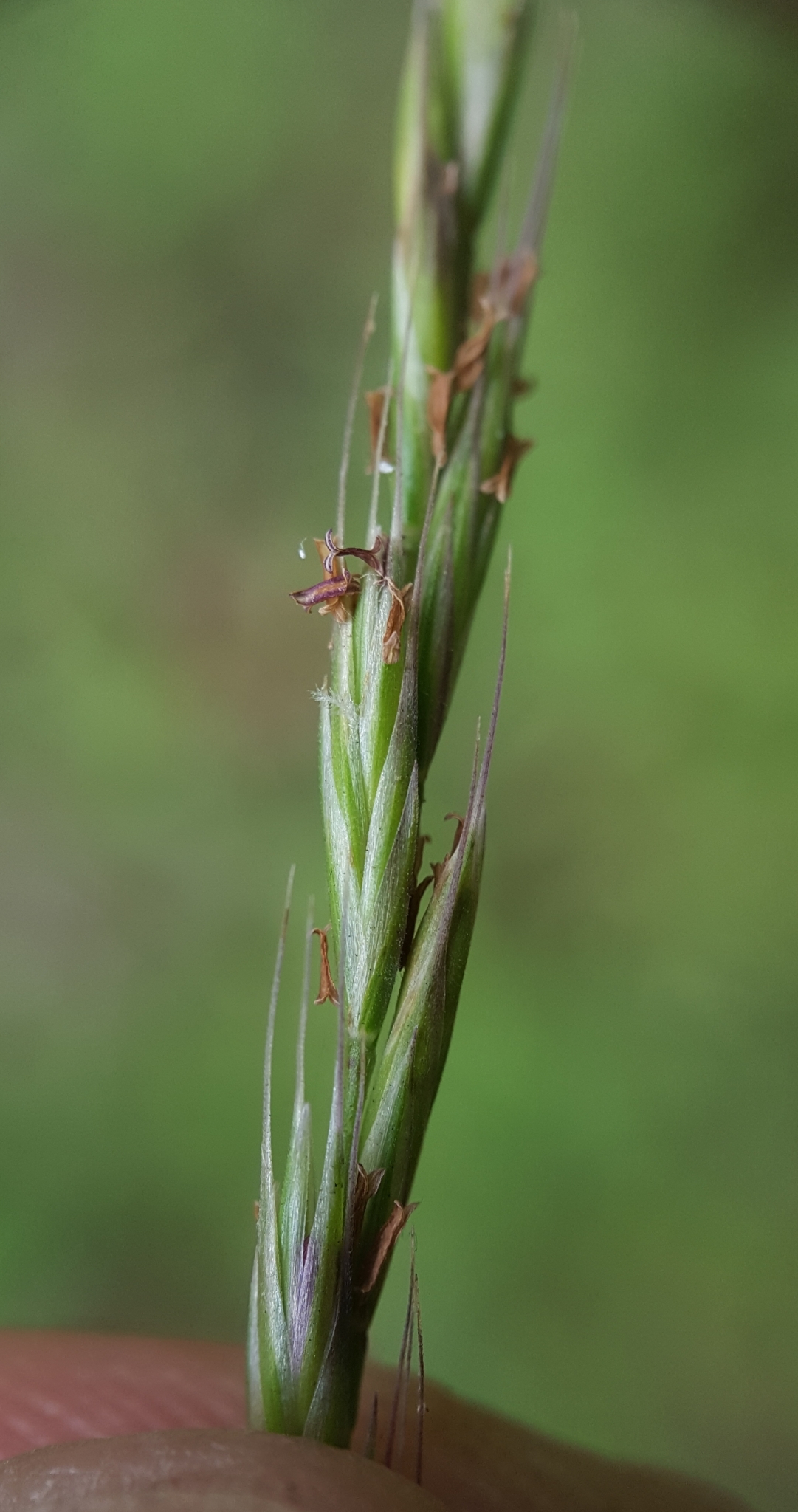 (c) François Rousseu, certains droits réservés (CC BY-NC) https://www.inaturalist.org/observations/112194191