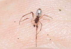 Argyrodes nephilae