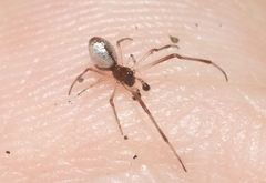 Argyrodes nephilae
