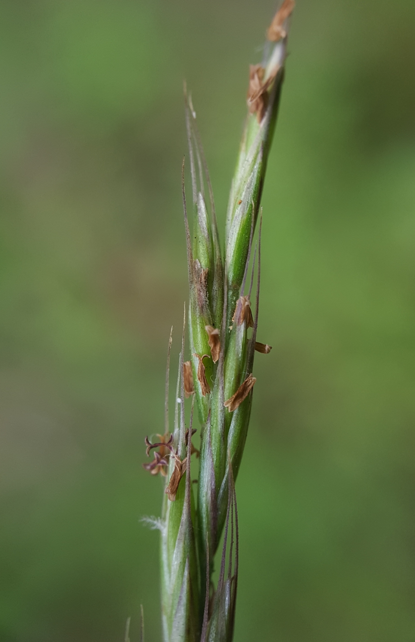 (c) François Rousseu, certains droits réservés (CC BY-NC) https://www.inaturalist.org/observations/112194191