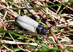 Dorcadion fuliginator