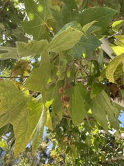 Platanus × hispanica