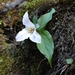 Hibberson's Trillium - Photo (c) smilodonichthys, some rights reserved (CC BY-NC), uploaded by smilodonichthys
