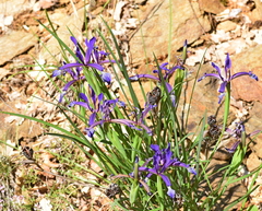 Iris sintenisii
