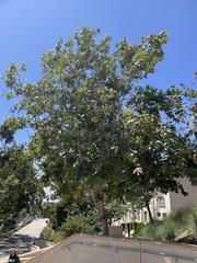 Platanus × hispanica