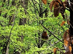 Erithacus rubecula