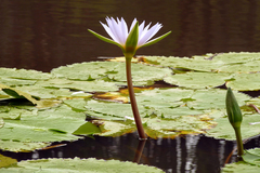 Nymphaea nouchali caerulea