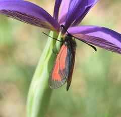 Zygaena purpuralis