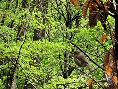 Erithacus rubecula