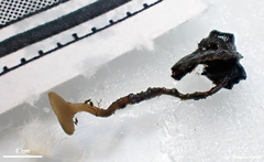 Moellerodiscus capillipes