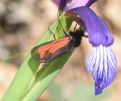 Zygaena purpuralis