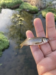 Hesperoleucus venustus