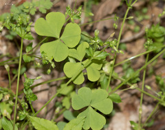 Oxalis illinoensis