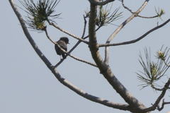 Curruca iberiae
