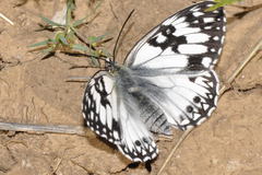 Melanargia occitanica
