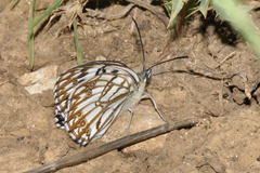 Melanargia occitanica