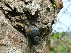Entomophthoromycotina