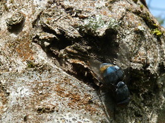 Entomophthoromycotina