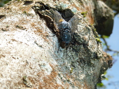 Entomophthoromycotina