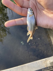 Hesperoleucus venustus