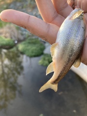 Hesperoleucus venustus