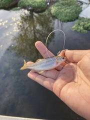 Hesperoleucus venustus