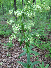 Frasera caroliniensis